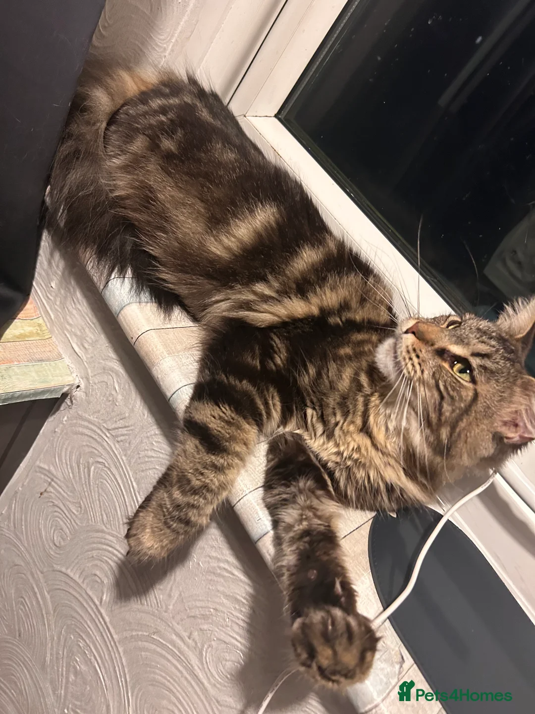 Maine Coon cats for sale: Maine coon female - Advert 1