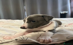 Whippet dogs for sale: Whippet puppies  - Image 33