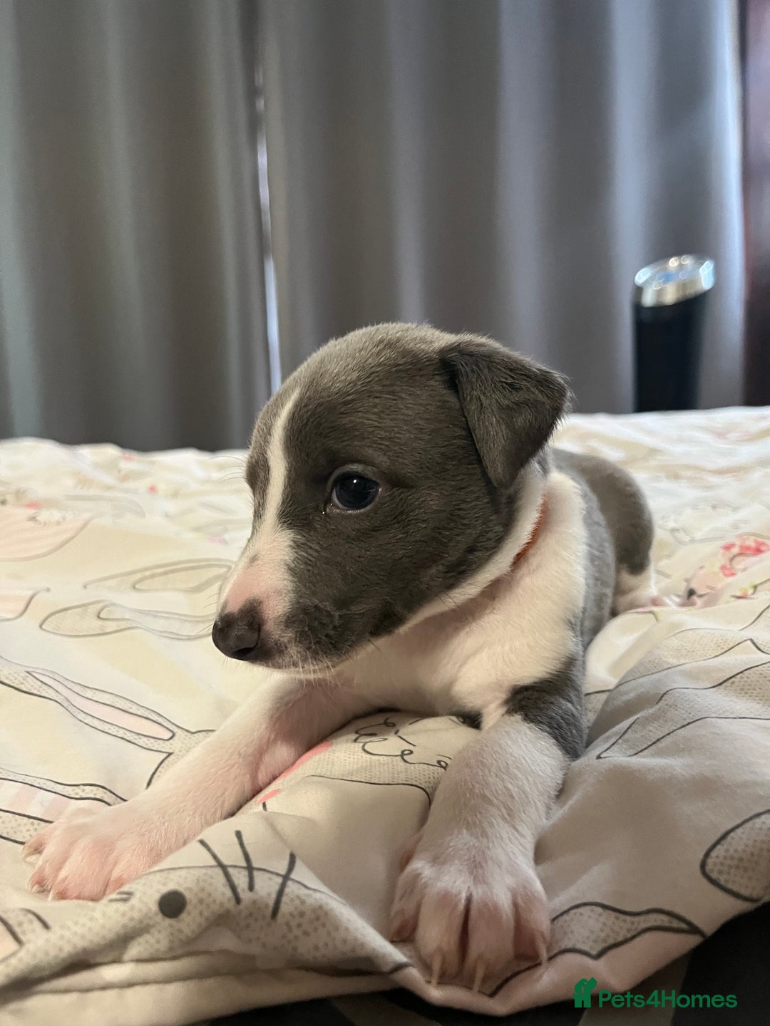 Whippet dogs for sale: Whippet puppies  - Image 33