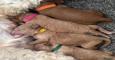 Cavapoo dogs Ready to leave - F1b male Cavapoo  - Advert 9