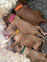 Cavapoo dogs Ready to leave - F1b male Cavapoo - Advert 9