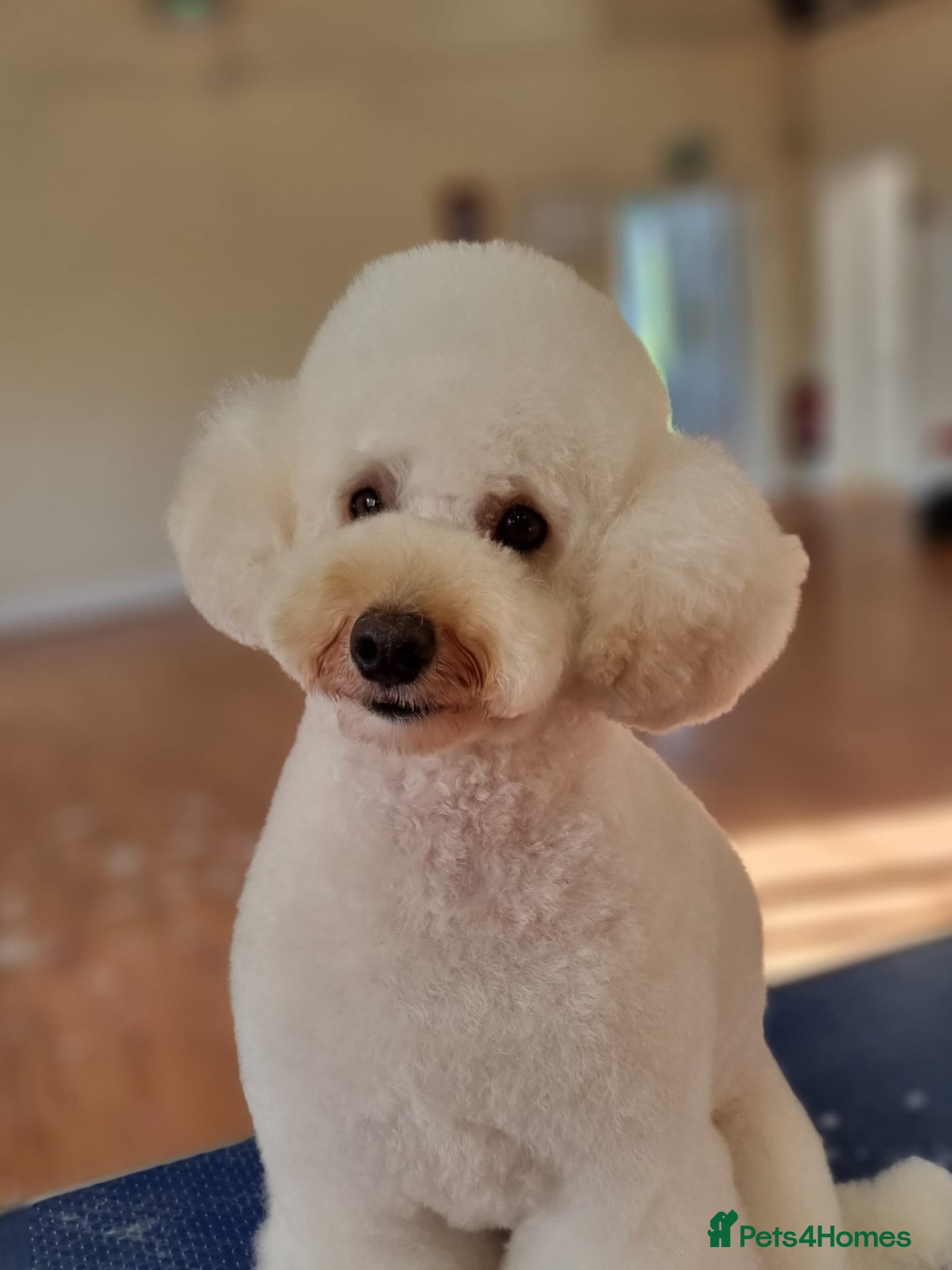 Miniature Poodle dogs STUD ONLY.   kC registered  in Shepton Mallet - Advert 8