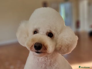 Miniature Poodle dogs in Shepton Mallet - Advert 12