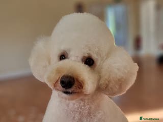 Miniature Poodle dogs STUD ONLY. kC registered in Shepton Mallet - Advert 23