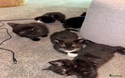 Mixed Breed cats for sale: 🐾 Beautiful Black & Tuxedo Kittens - Advert 3