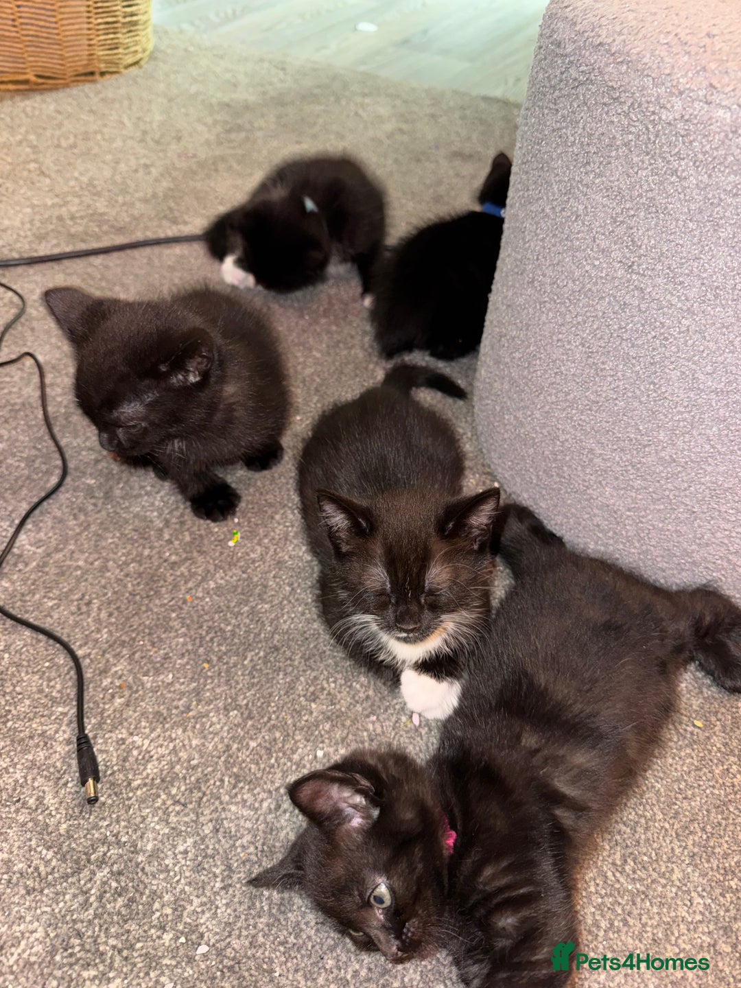 Mixed Breed cats for sale: 🐾 Beautiful Black & Tuxedo Kittens - Advert 3