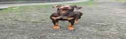 Dobermann dogs for sale: HEALTH TESTED,HOME REARED STUNNING DOBERMAN PUPS  - Advert 2