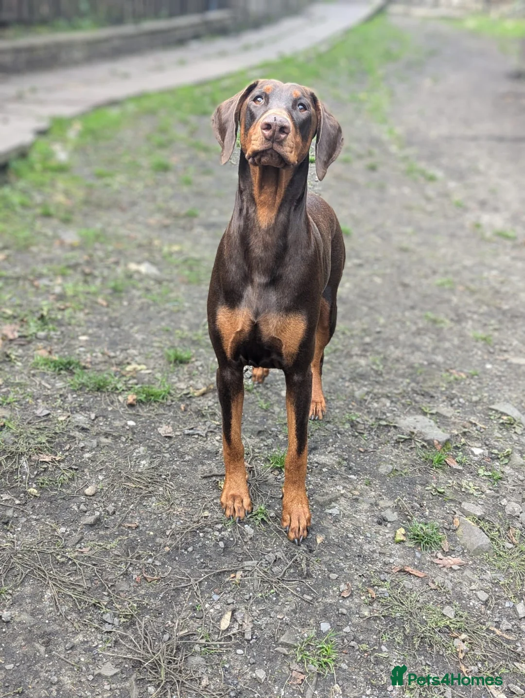 Dobermann dogs for sale: HEALTH TESTED,HOME REARED STUNNING DOBERMAN PUPS  - Advert 2