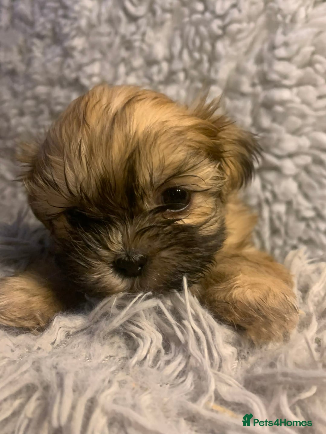Shih Tzu dogs for sale: Shih Tzu puppies - pure!! - Advert 10