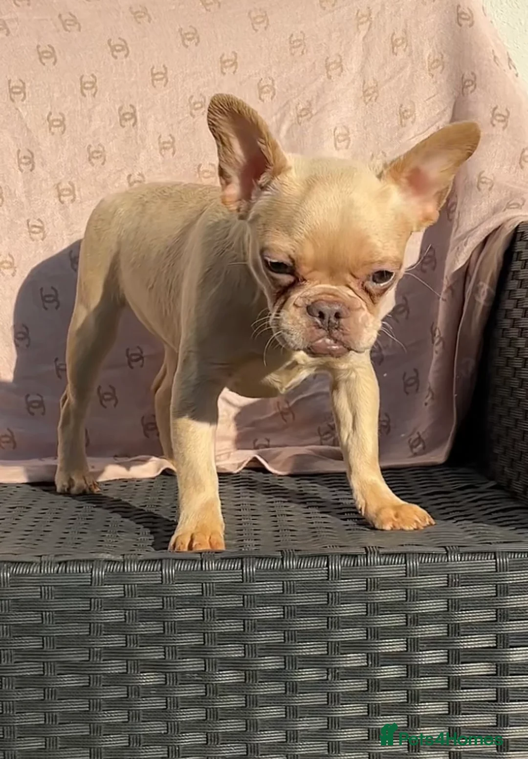 French Bulldog dogs for sale: ✨ Enchanted Frenchie Puppies Ready Now! ✨ - Advert 2