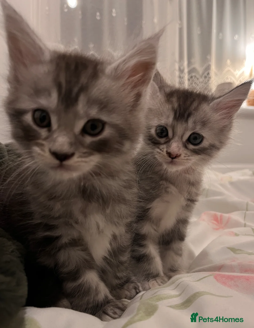 Maine Coon cats for sale: Purebred Maine Coon kittens - Advert 1