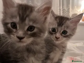 Maine Coon cats Purebred Maine Coon kittens - Advert 2