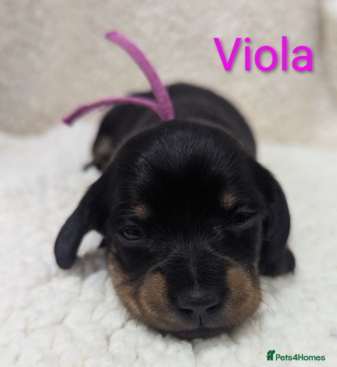 Miniature Dachshund dogs for sale: Miniature Smooth Dachshund Puppies - Image 13
