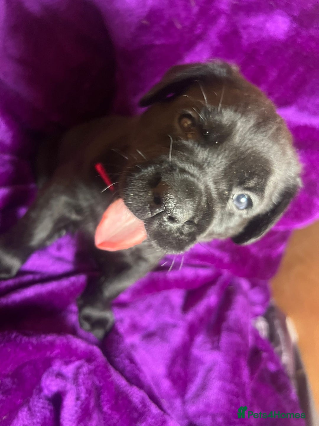 Mixed Breed dogs for sale: Cane Corso × Rottweiler/Bordeaux Puppies All Girls - Image 7