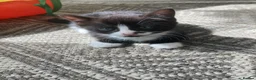 Mixed Breed cats for sale: adorable Kittens - Advert 4
