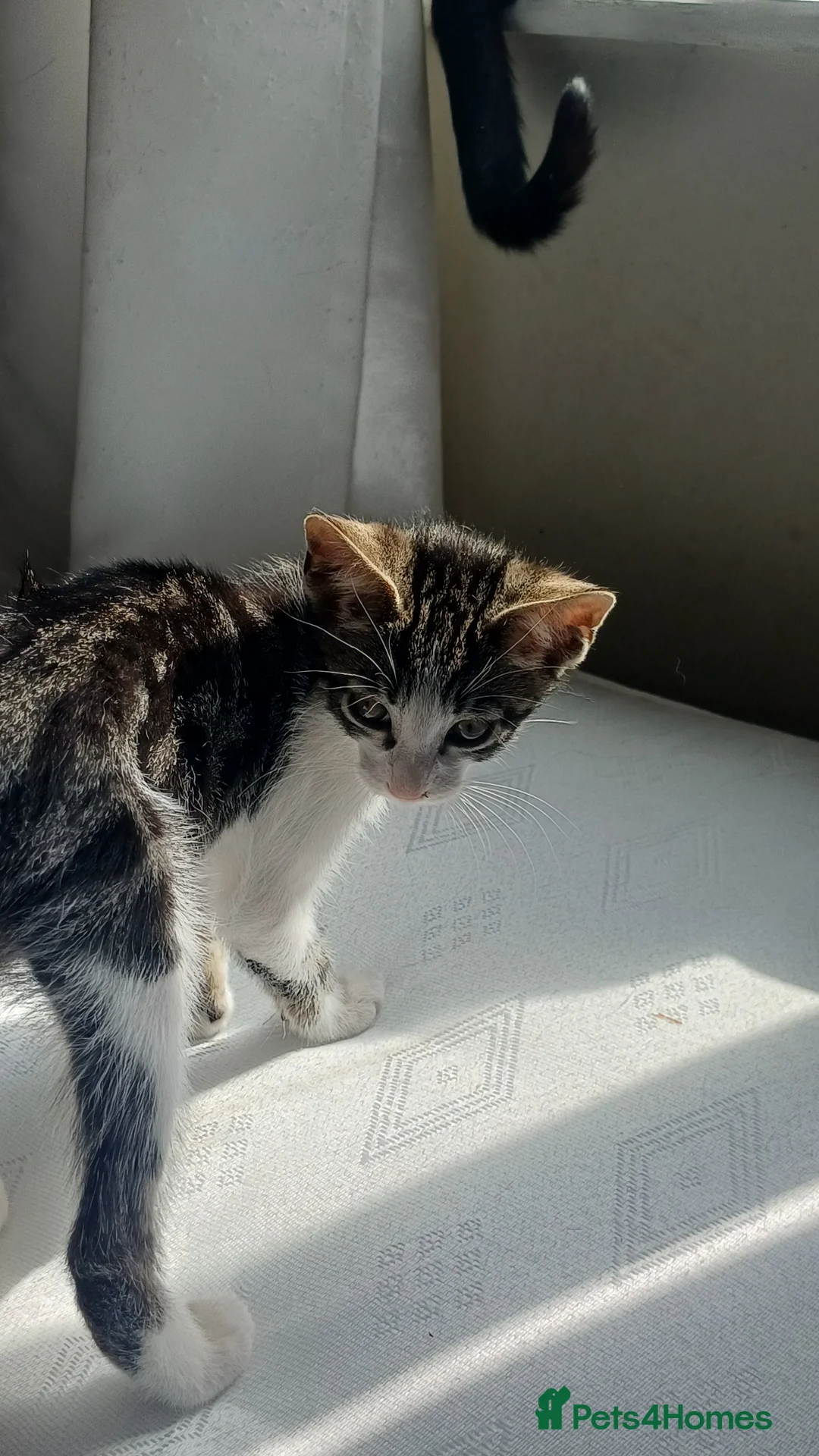 British Shorthair cats for sale: Male kitten - Advert 2