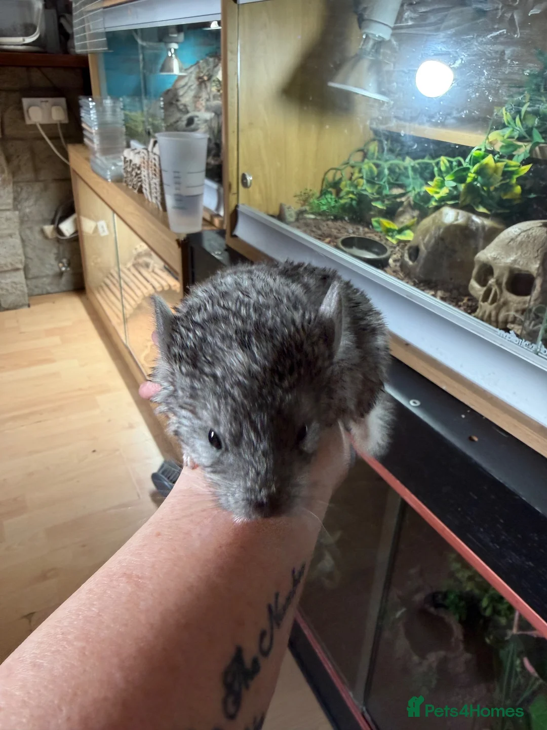 Chinchilla rodents for sale: Baby Female Chinchilla - Advert 2