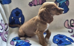 Cocker Spaniel dogs for sale: Working type cocker spaniels - last puppy! - Image 5