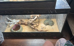 Python Snake reptiles for sale: 3x snakes with vivs complete set up - Image 7