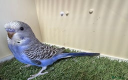 Budgerigars birds for sale: Beautiful baby budgies for sale  - Image 6