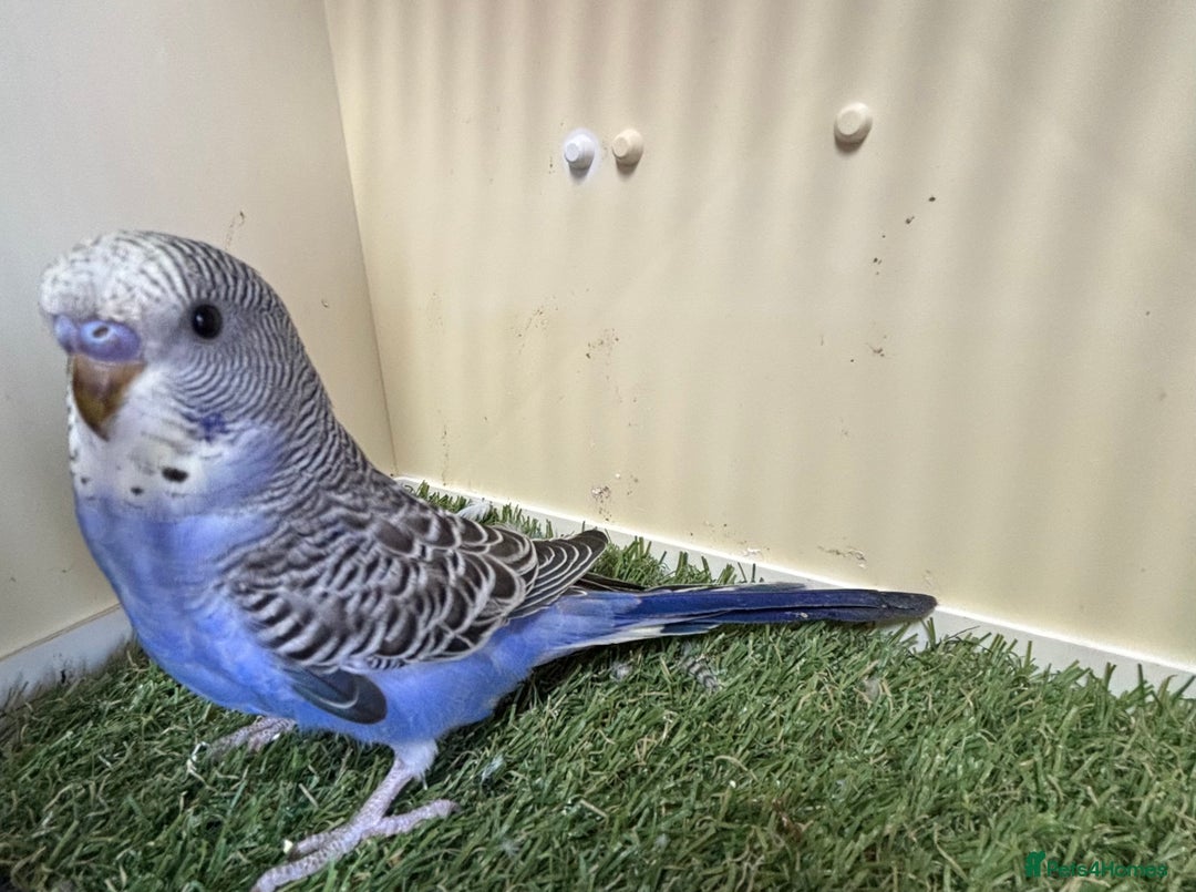 Budgerigars birds for sale: Beautiful baby budgies for sale  - Image 6
