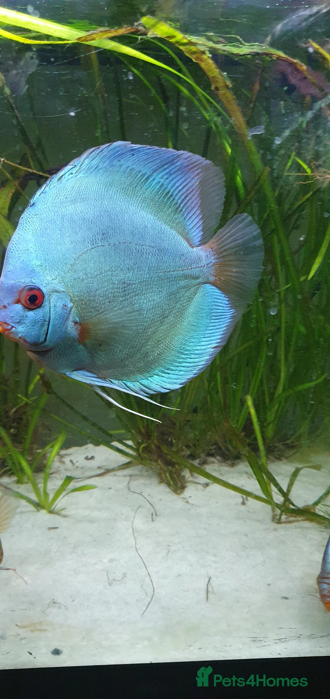 Discus fish for sale: Adult Blue Diamond  - Advert 3