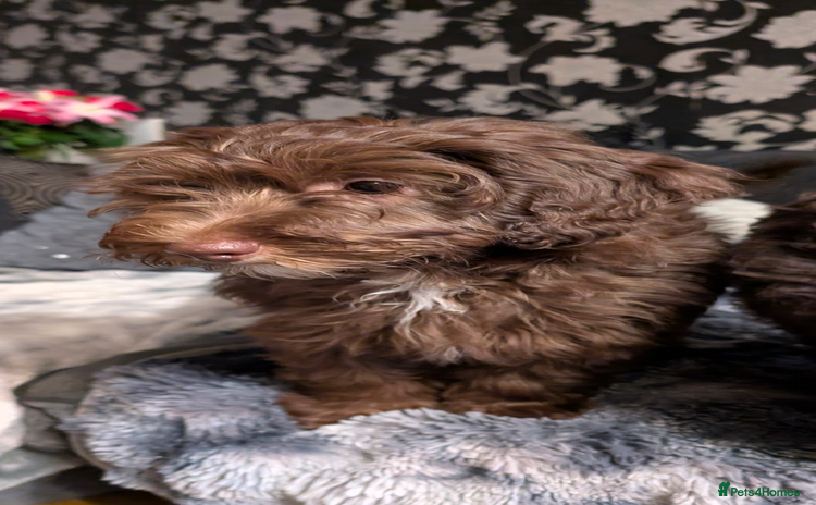 Labradoodle dogs - Advert 2