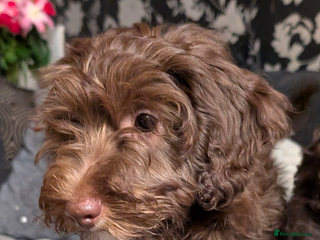 Labradoodle dogs - Advert 4