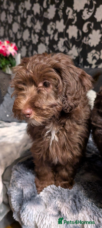 Labradoodle dogs - Advert 2