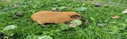 Guinea Pig rodents for sale: California x male 6m and baby boy - Advert 12