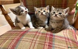 Mixed Breed cats for sale: 3 gorgeous boys mix breed - Image 24