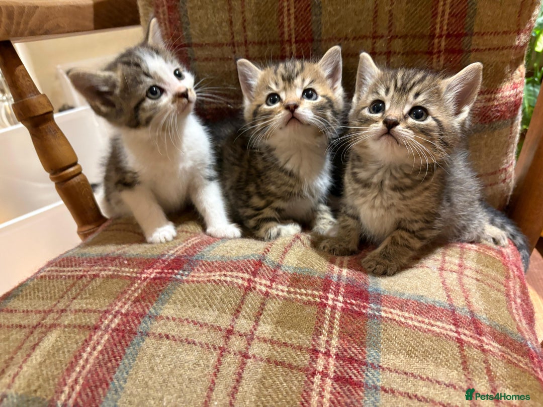 Mixed Breed cats for sale: 3 gorgeous boys mix breed - Image 24