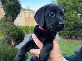 Labrador Retriever dogs Labrador Retriever Pups - Advert 4