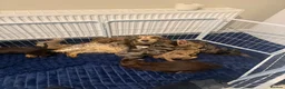 Cocker Spaniel dogs for sale: Ready to leave show type DNA health tested  - Advert 18