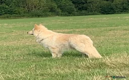 German Shepherd dogs for sale: Outstanding long coat German shepherd puppies  - Image 24