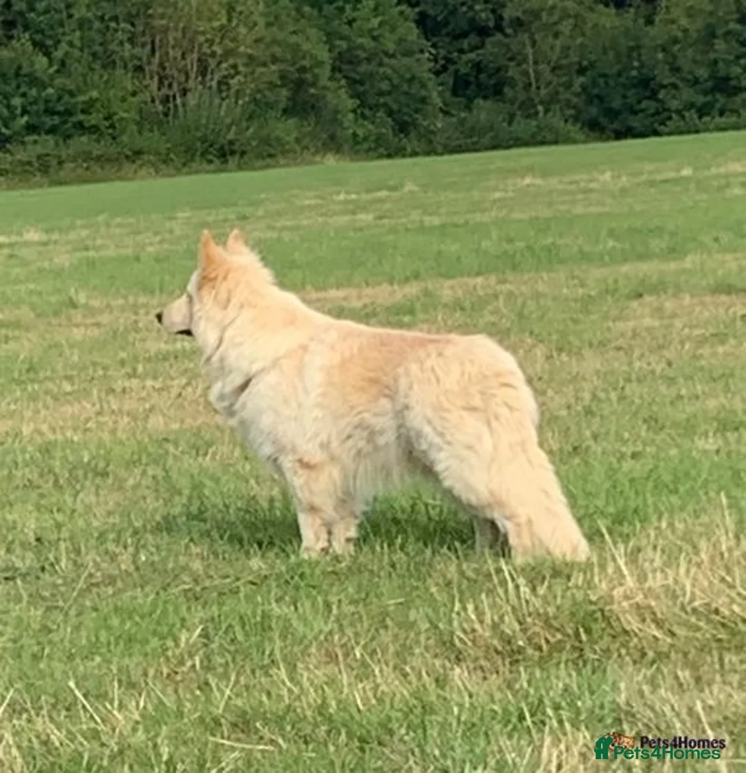 German Shepherd dogs for sale: Outstanding long coat German shepherd puppies  - Image 24