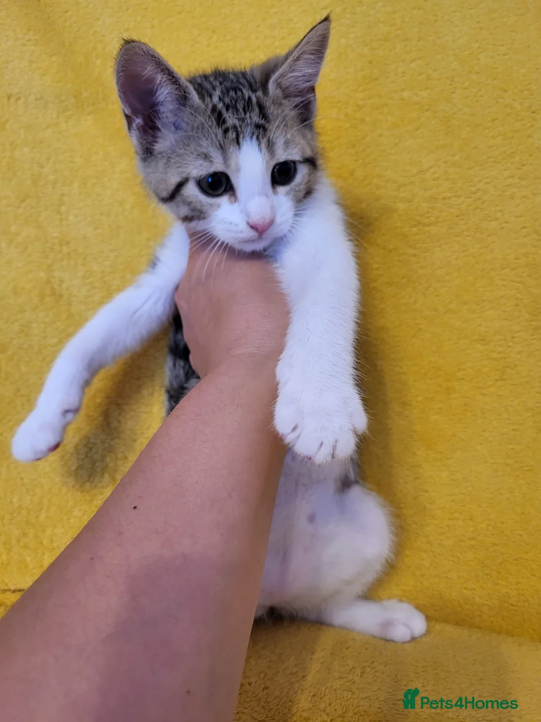 Mixed Breed cats for sale: Beautiful mixed-syberian-british kittens ready now in Andover - Advert 3