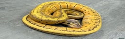 Python Snake reptiles for sale: Royal pythons  - Advert 5