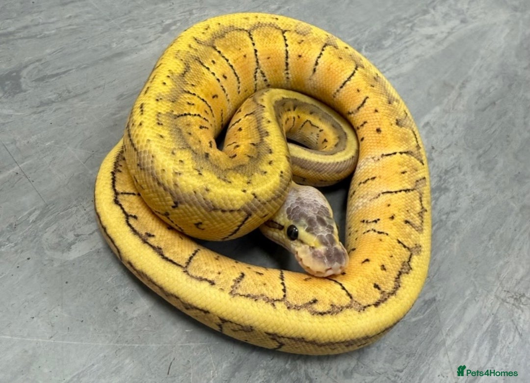 Python Snake reptiles for sale: Royal pythons  - Advert 5