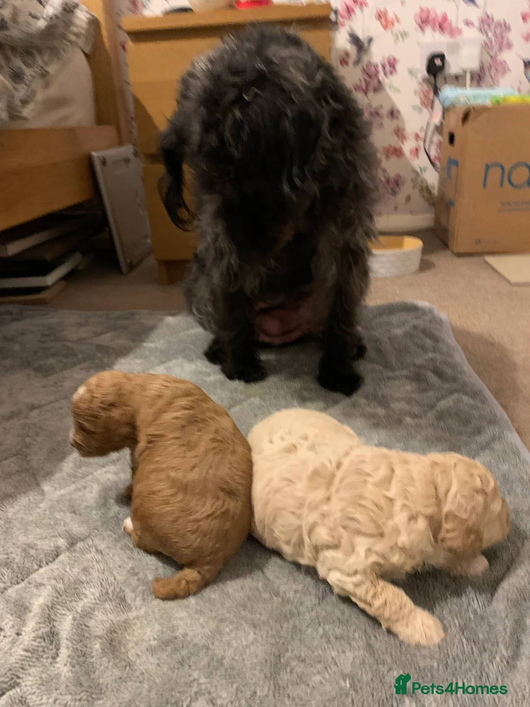 Toy Poodle dogs for stud: Quinn Red & white Toy Poodle for Stud ONLY. in Northampton - Advert 10