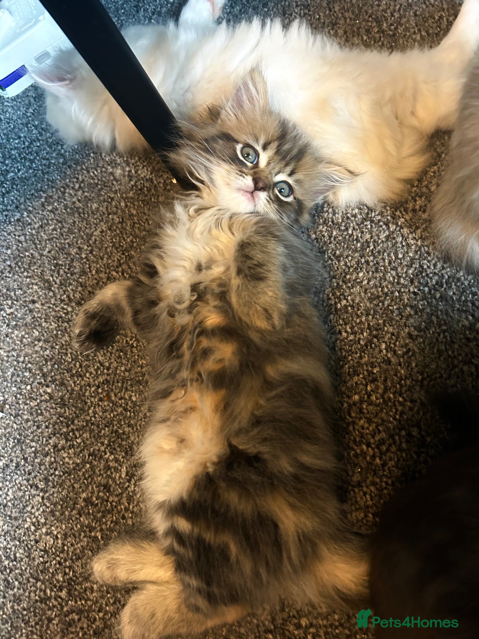 Perdoll cats Persian Kitty’s for sale 🩶 - Advert 2