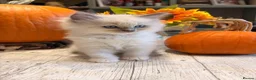 Ragdoll cats for sale: Beautiful litter of Ragdoll kittens - Advert 10