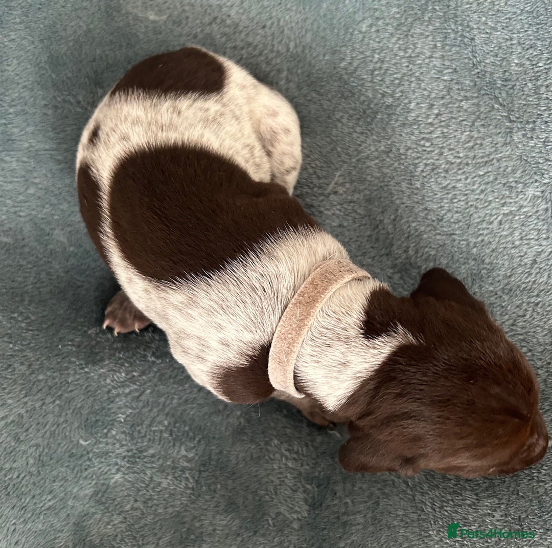 German Shorthaired Pointer dogs for sale: Pure GSP Puppies For Sale - Image 9