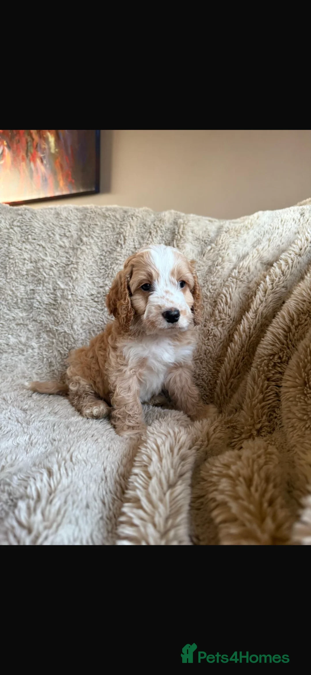 Cockapoo dogs for sale: F1 Cockapoo puppies - Advert 2