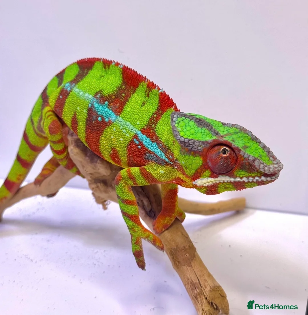 Chameleon reptiles for sale: Male Panther Chamelon 1 year old super friendly - Advert 4