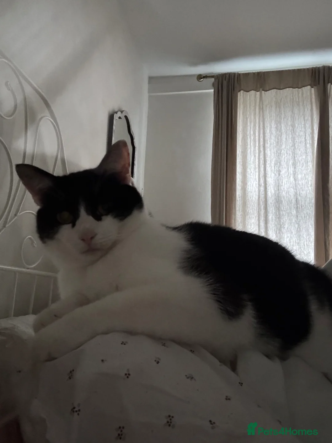 Mixed Breed cats for sale: Rehoming our beautiful boy Ziggy  in Winchester - Advert 5