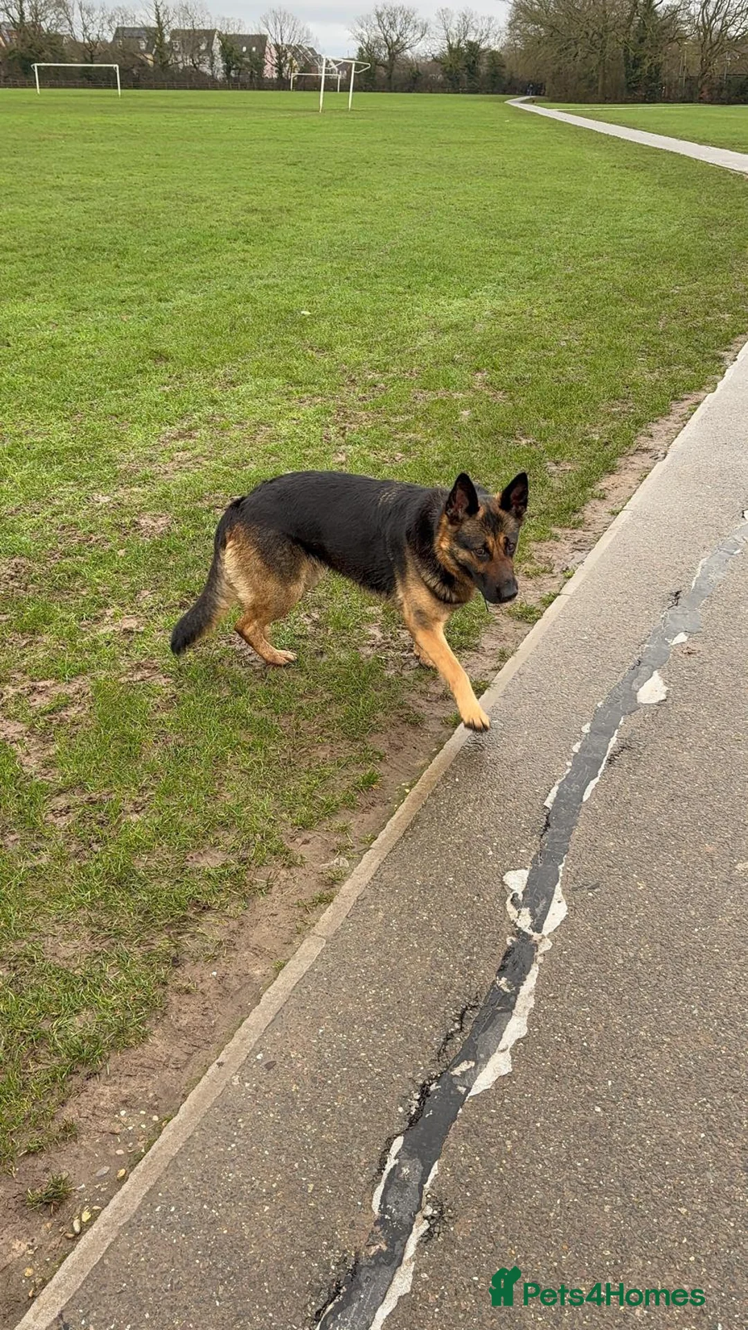 German Shepherd dogs for sale: Due to having a new born and not enough time  in Witham - Advert 2