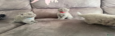 British Shorthair Kitten 2