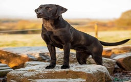 Labrador Retriever dogs for sale: Equal parts adventure and sofa buddies (Labradors) - Image 17