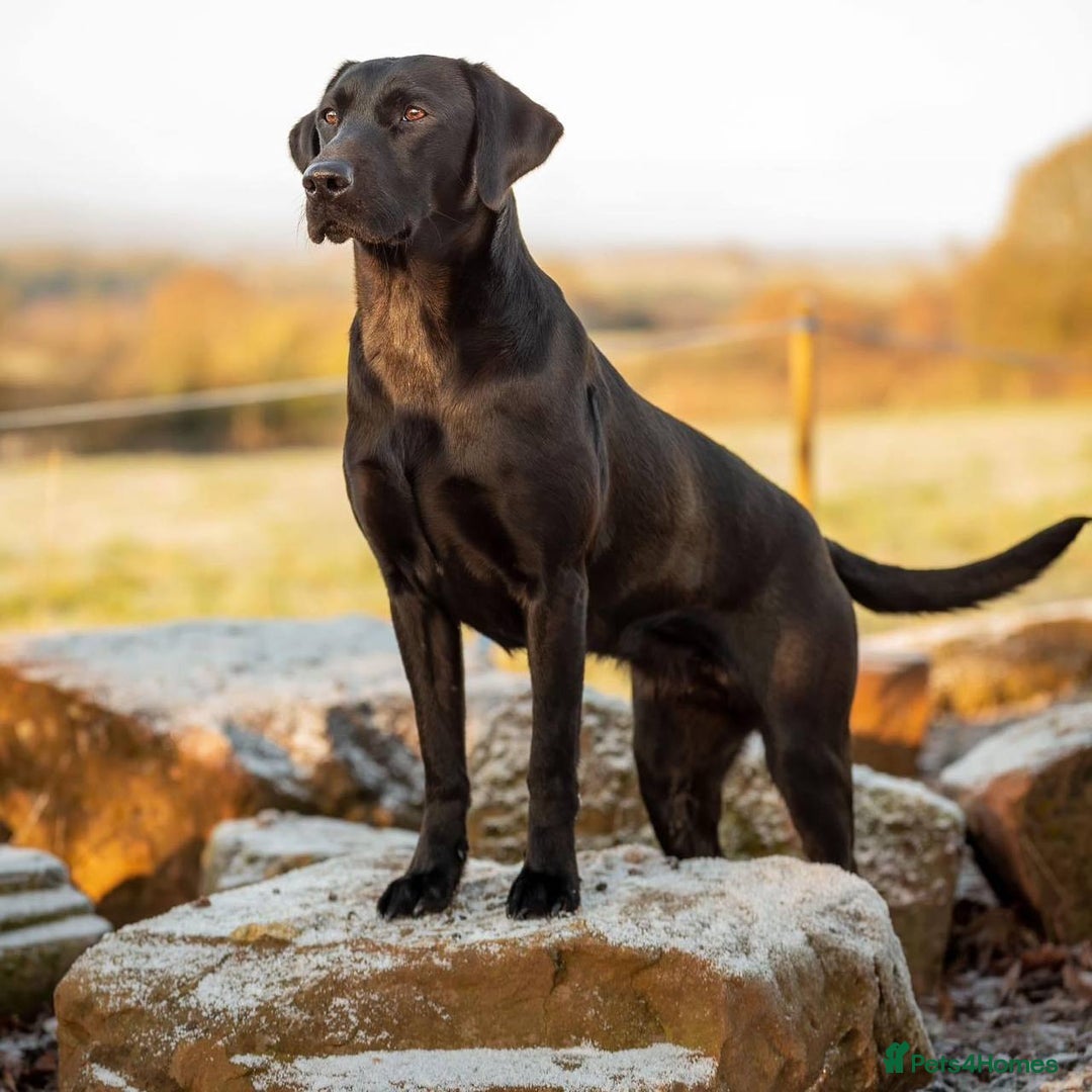 Labrador Retriever dogs for sale: Equal parts adventure and sofa buddies (Labradors) - Image 17